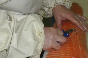 historie balírna ryb